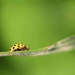 Yellow leaf beetle (Wide-ranging diversity)